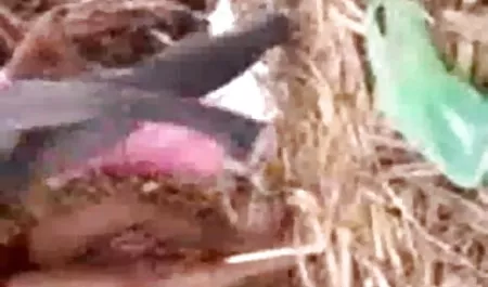 प्रेमिका गुदा तकिया कमबख्त अच्छा हो जाता है हिंदी में सेक्सी पिक्चर फिल्म