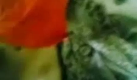 आदमी फूहड़ fucks सेक्सी फिल्म हिंदी में बीएफ