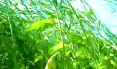 आदमी घर पार्टी में कई हॉलीवुड सेक्सी पिक्चर हिंदी में गायों को किक